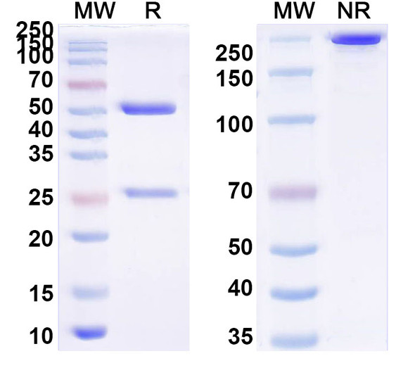 Anti-Staphylococcus aureus entB/SEB Monoclonal In Vivo Antibody - Low Endotoxin (Iv0156) - SDS-PAGE