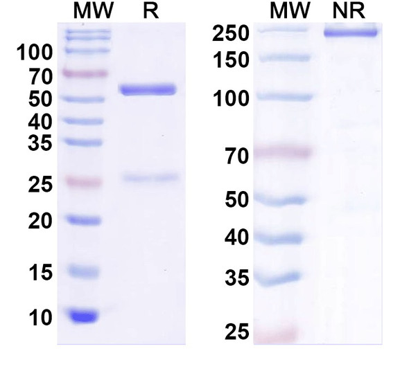 Anti-Human APCS Monoclonal In Vivo Antibody - Low Endotoxin (Iv0161) - SDS-PAGE