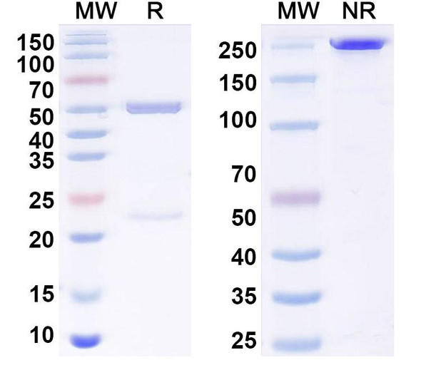 Anti-MERS-CoV RBD Monoclonal In Vivo Antibody - Low Endotoxin (4C2) - SDS-PAGE