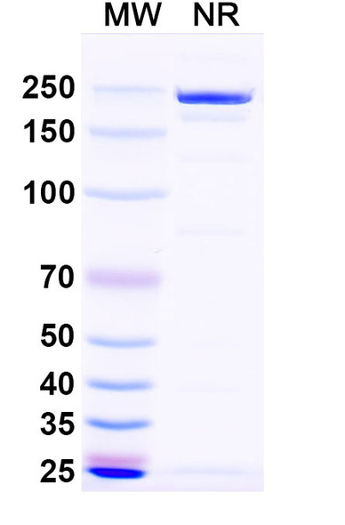 Anti-Influenza A virus Neuraminidase/NA Monoclonal In Vivo Antibody - Low Endotoxin (1G01) - SDS-PAGE