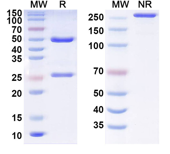 Anti-Influenza A virus Neuraminidase/NA Monoclonal In Vivo Antibody - Low Endotoxin (1E01) - SDS-PAGE