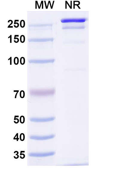 Anti-Influenza A virus Neuraminidase/NA Monoclonal In Vivo Antibody - Low Endotoxin (1G04) - SDS-PAGE