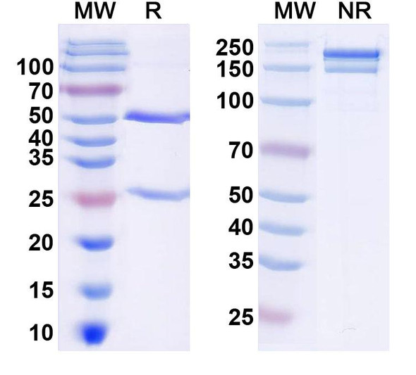 Anti-Mouse CD8a/Lyt2 Monoclonal In Vivo Antibody - Low Endotoxin (Iv0165) - SDS-PAGE