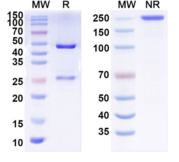 Anti-VZV/HHV3 gH/Envelope glycoprotein H Monoclonal In Vivo Antibody - Low Endotoxin (mab206) - SDS-PAGE