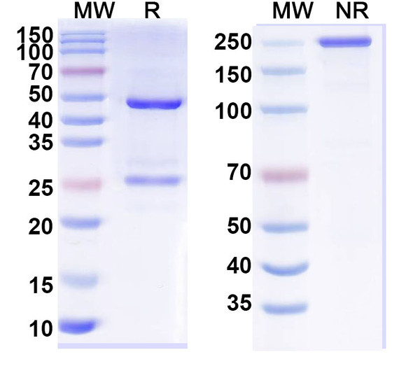 Anti-BRSV G/Major surface glycoprotein G Monoclonal In Vivo Antibody - Low Endotoxin (B13) - SDS-PAGE