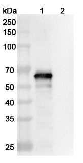 Anti-SARS-CoV-2 S2 Protein Monoclonal In Vivo Antibody - Low Endotoxin (CC40.8) - WB