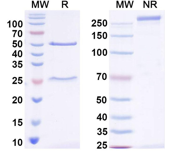 Anti-SARS-CoV-2 S2 Protein Monoclonal In Vivo Antibody - Low Endotoxin (S2P6) - SDS-PAGE