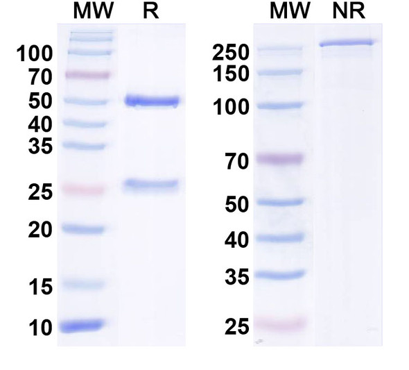 Anti-HERV-W env/ERVW-1 Monoclonal In Vivo Antibody - Low Endotoxin (Iv0167) - SDS-PAGE
