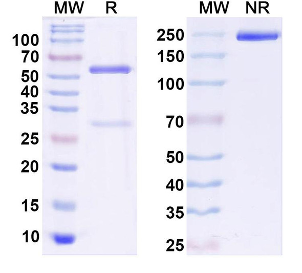 Anti-Human AFP/Alpha-fetoprotein Monoclonal In Vivo Antibody - Low Endotoxin (Iv0166) - SDS-PAGE