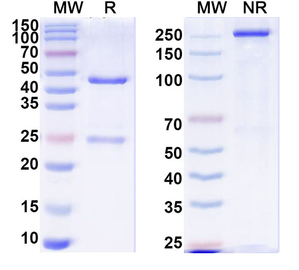 Anti-F8/Coagulation factor VIII Monoclonal In Vivo Antibody - Low Endotoxin (KM41) - SDS-PAGE