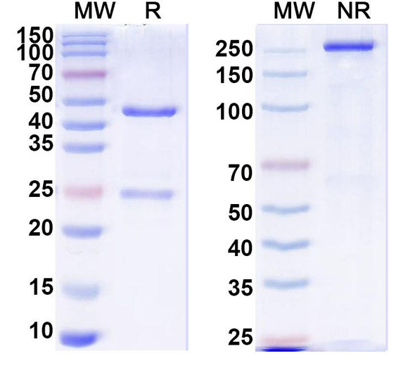 Anti-F8/Coagulation factor VIII Monoclonal In Vivo Antibody - Low Endotoxin (KM41) - SDS-PAGE
