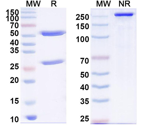 Anti-DENV2 Protein prM/prM Monoclonal In Vivo Antibody - Low Endotoxin (prM13) - SDS-PAGE