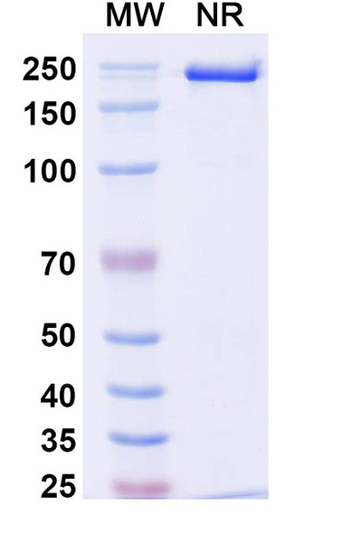 Anti-Mouse IL17A Monoclonal In Vivo Antibody - Low Endotoxin (BZN035) - SDS-PAGE