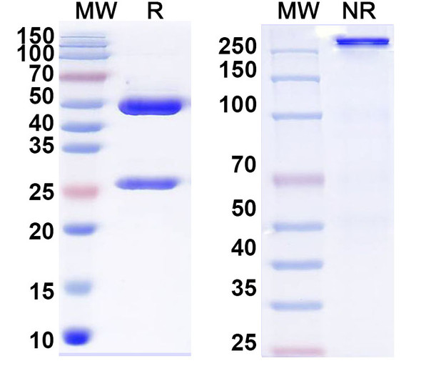 Anti-MACV GP1 glycoprotein Monoclonal In Vivo Antibody - Low Endotoxin (MAC1) - SDS-PAGE