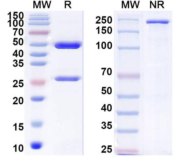 Anti-JUNV GP1 glycoprotein Monoclonal In Vivo Antibody - Low Endotoxin (JUN1) - SDS-PAGE