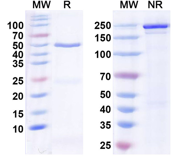 Anti-Human SNCA Monoclonal In Vivo Antibody - Low Endotoxin (Iv0175) - SDS-PAGE