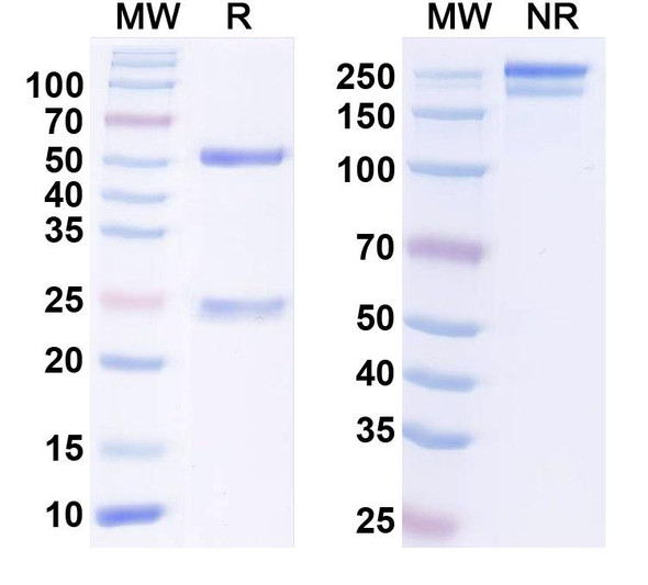 Anti-Human LAMP5 Monoclonal In Vivo Antibody - Low Endotoxin (D2) - SDS-PAGE