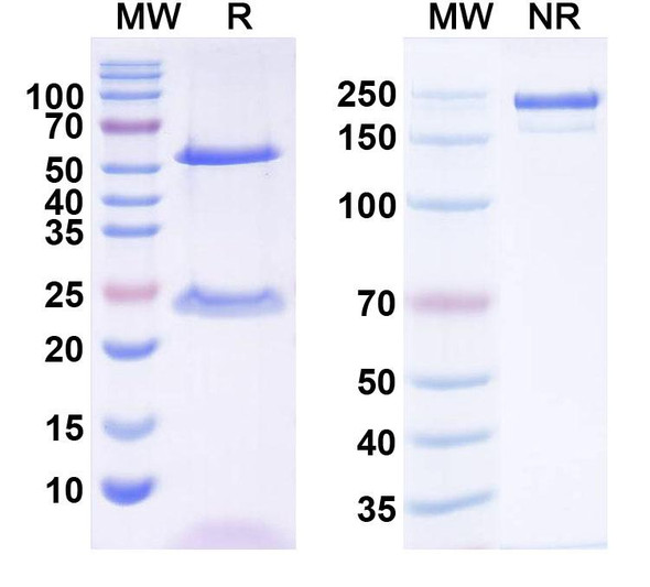 Anti-Dog CD20/MS4A1 Monoclonal In Vivo Antibody - Low Endotoxin (Iv0177) - SDS-PAGE