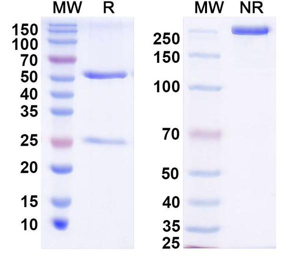 Anti-Poliovirus Capsid protein VP1 Monoclonal In Vivo Antibody - Low Endotoxin (C3) - SDS-PAGE