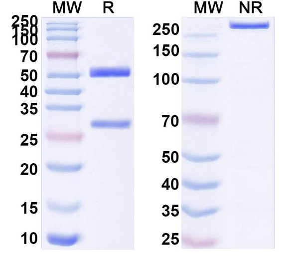 Anti-Human astrovirus-8 Capsid protein VP25 Monoclonal In Vivo Antibody - Low Endotoxin (3E8) - SDS-PAGE