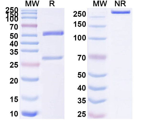 Anti-Human C1S Monoclonal In Vivo Antibody - Low Endotoxin (TNT003) - SDS-PAGE
