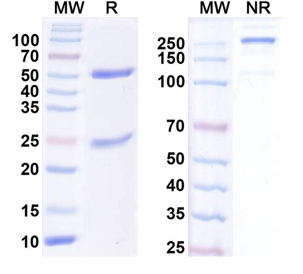 Anti-Human SAA1 Monoclonal In Vivo Antibody - Low Endotoxin (2A4) - SDS-PAGE