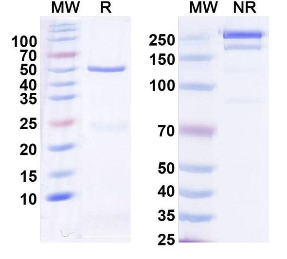 Anti-Human RSPO3 Monoclonal In Vivo Antibody - Low Endotoxin (Iv0181) - SDS-PAGE