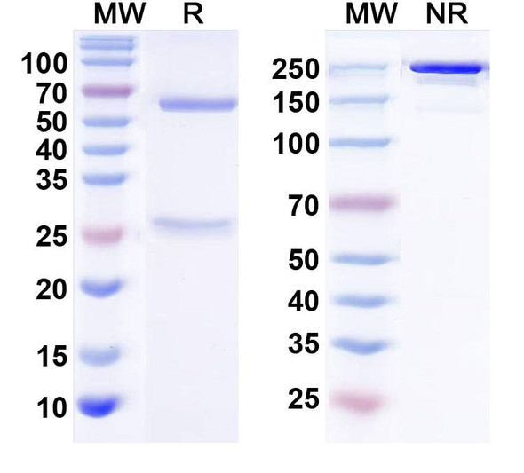 Anti-Human MUC5AC Monoclonal In Vivo Antibody - Low Endotoxin (Iv0182) - SDS-PAGE
