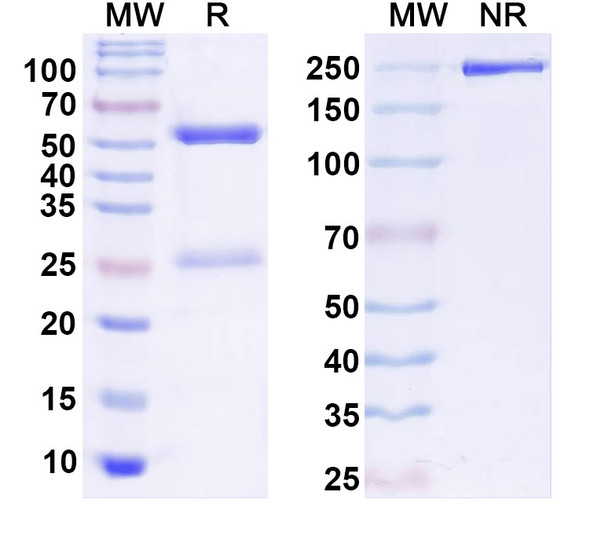 Anti-Human KLKB1 Monoclonal In Vivo Antibody - Low Endotoxin (Iv0183) - SDS-PAGE
