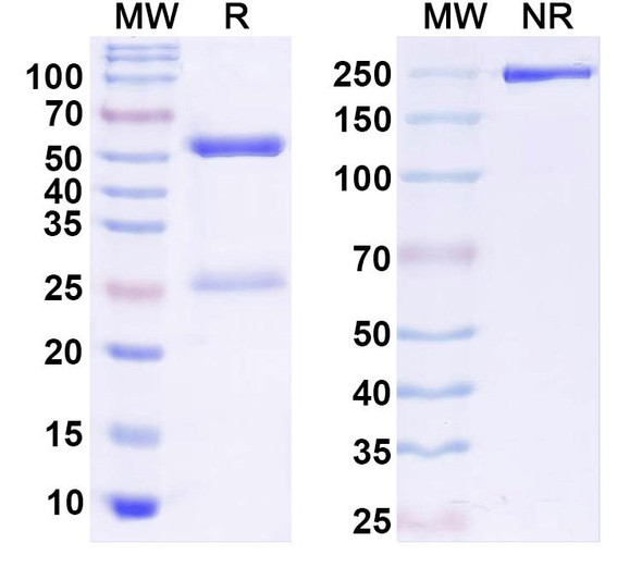 Anti-Human KLKB1 Monoclonal In Vivo Antibody - Low Endotoxin (Iv0183) - SDS-PAGE