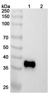 Anti-Human β-tryptase/TPSAB1 Monoclonal In Vivo Antibody - Low Endotoxin (31A) - WB
