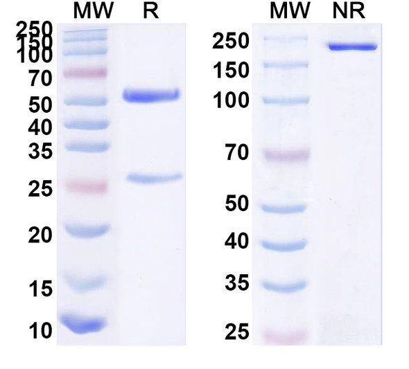 Anti-Human CD340/ERBB2/HER2/NEU Monoclonal In Vivo Antibody - Low Endotoxin (520C9) - SDS-PAGE