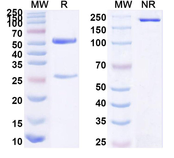 Anti-HBV-A S/L-HBsAg/L glycoprotein Monoclonal In Vivo Antibody - Low Endotoxin (Iv0189) - SDS-PAGE