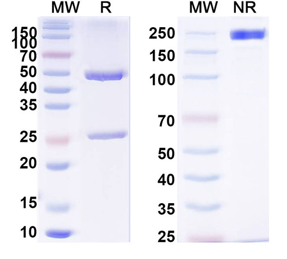 Anti-HBV-A S/L-HBsAg/L glycoprotein Monoclonal In Vivo Antibody - Low Endotoxin (Iv0190) - SDS-PAGE