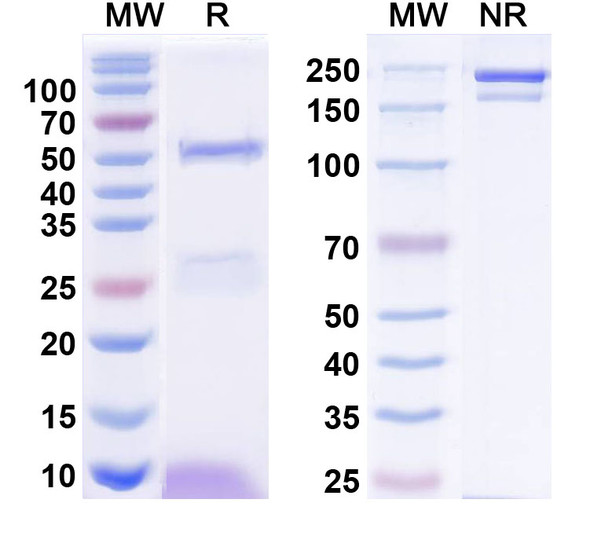 Anti-Human HTRA1/PRSS11 Monoclonal In Vivo Antibody - Low Endotoxin (Iv0191) - SDS-PAGE
