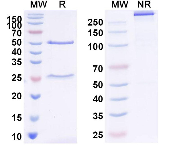 Anti-ZEBOV GP/Envelope glycoprotein Monoclonal In Vivo Antibody - Low Endotoxin (Iv0195) - SDS-PAGE