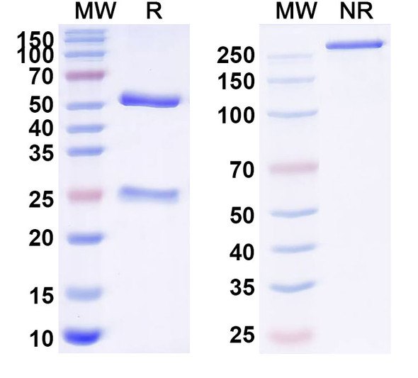 Anti-ZEBOV GP/Envelope glycoprotein Monoclonal In Vivo Antibody - Low Endotoxin (Iv0196) - SDS-PAGE