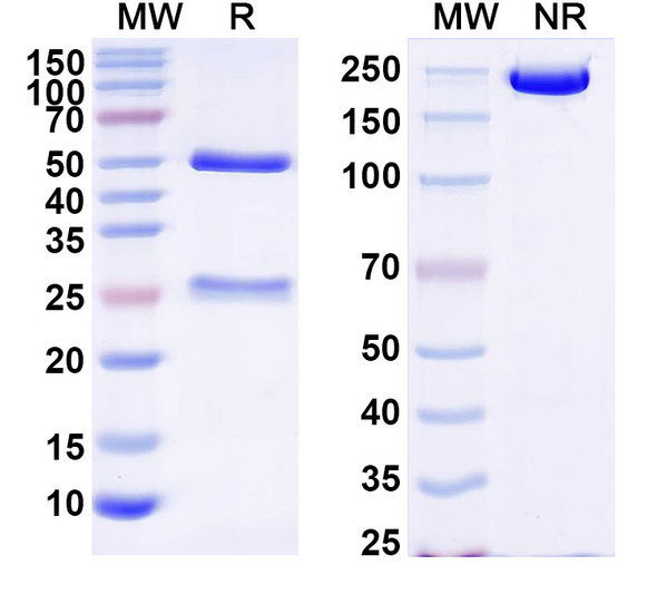 Anti-ZEBOV GP/Envelope glycoprotein Monoclonal In Vivo Antibody - Low Endotoxin (Iv0197) - SDS-PAGE