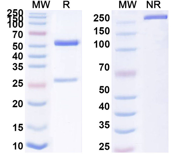 Anti-REBOV/SEBOV/TAFV/ZEBOV NP/Nucleoprotein Monoclonal In Vivo Antibody - Low Endotoxin (MJ20) - SDS-PAGE