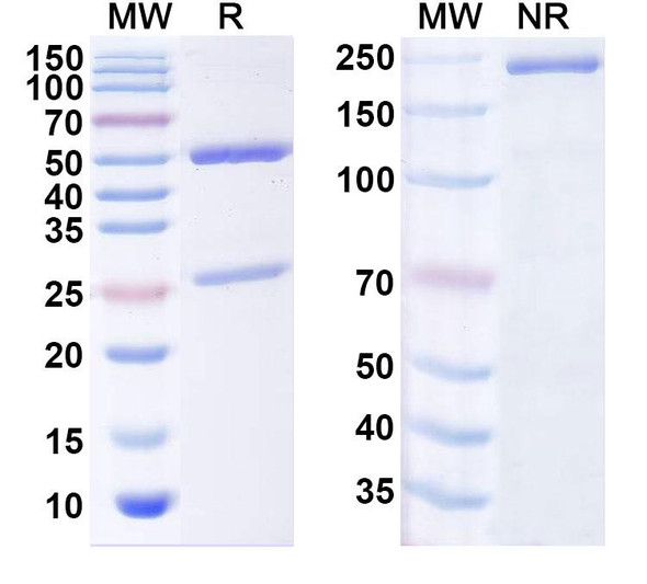 Anti-Human CLDN3/Claudin-3 Monoclonal In Vivo Antibody - Low Endotoxin (CDN04) - SDS-PAGE