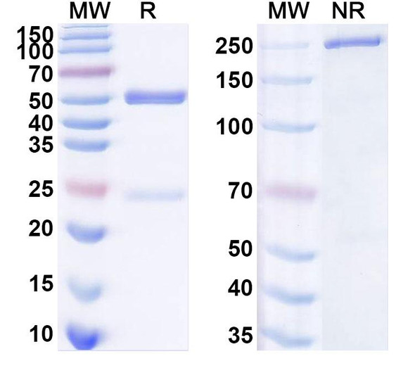 Anti-pan SARS-CoV-2 RBD Monoclonal In Vivo Antibody - Low Endotoxin (5E1) - SDS-PAGE