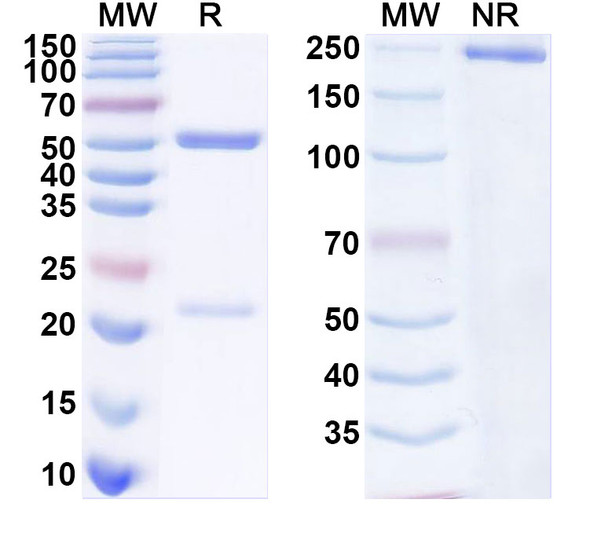 Anti-HCMV gB-neutralizing Monoclonal In Vivo Antibody - Low Endotoxin (SM5-1) - SDS-PAGE