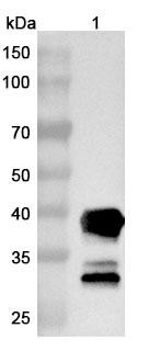 Anti-Human CNR1/CB1 Nanobody Monoclonal In Vivo Antibody - Low Endotoxin (5D12) - WB