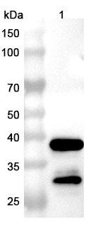 Anti-Human CNR1/CB1 Nanobody Monoclonal In Vivo Antibody - Low Endotoxin (5G11) - WB