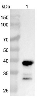 Anti-Human CNR1/CB1 Nanobody Monoclonal In Vivo Antibody - Low Endotoxin (6B7) - WB