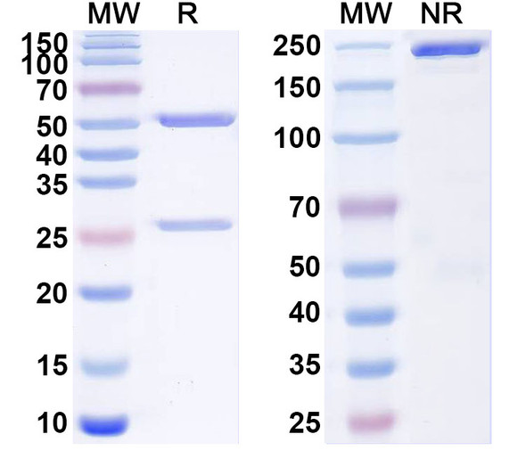 Anti-Human IFNAR1 Monoclonal In Vivo Antibody - Low Endotoxin (H3K1) - SDS-PAGE