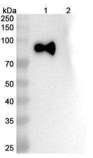 Anti-SARS-CoV-2 S2/Spike glycoprotein 2 Monoclonal In Vivo Antibody - Low Endotoxin (28D9) - WB
