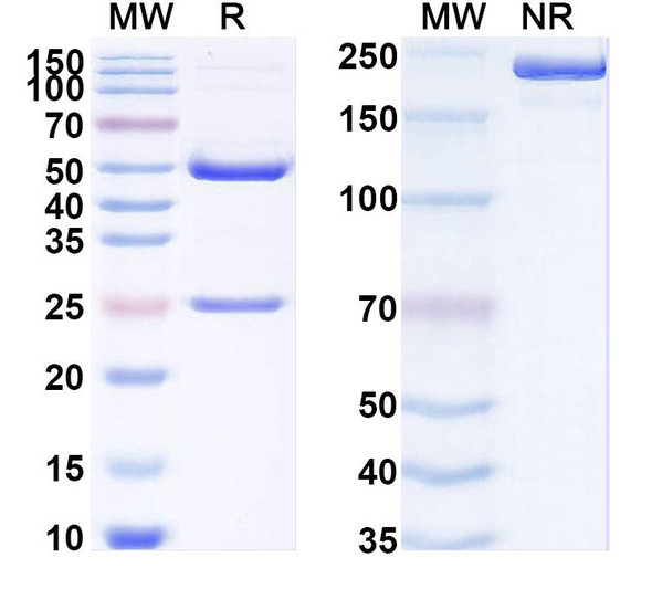 Anti-SARS-CoV-2 S2/Spike glycoprotein 2 Monoclonal In Vivo Antibody - Low Endotoxin (18H2) - SDS-PAGE
