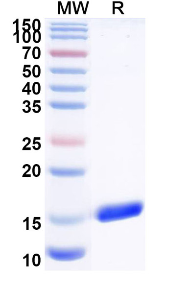 Anti-Campylobacter jejuni subsp. wlaB/pglK Nanobody Monoclonal In Vivo Antibody - Low Endotoxin (Iv0202) - SDS-PAGE