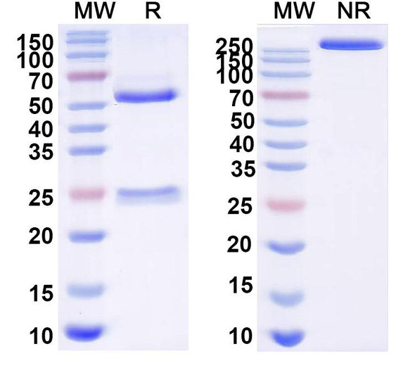 Anti-EV71 Mature virion in Complex Monoclonal In Vivo Antibody - Low Endotoxin (A9) - SDS-PAGE
